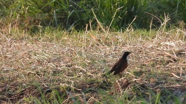 Coppery-tailed Coucal - ML367940241