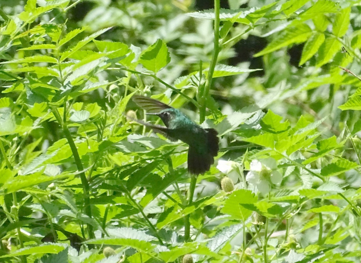 Emerald-chinned Hummingbird - ML367941181