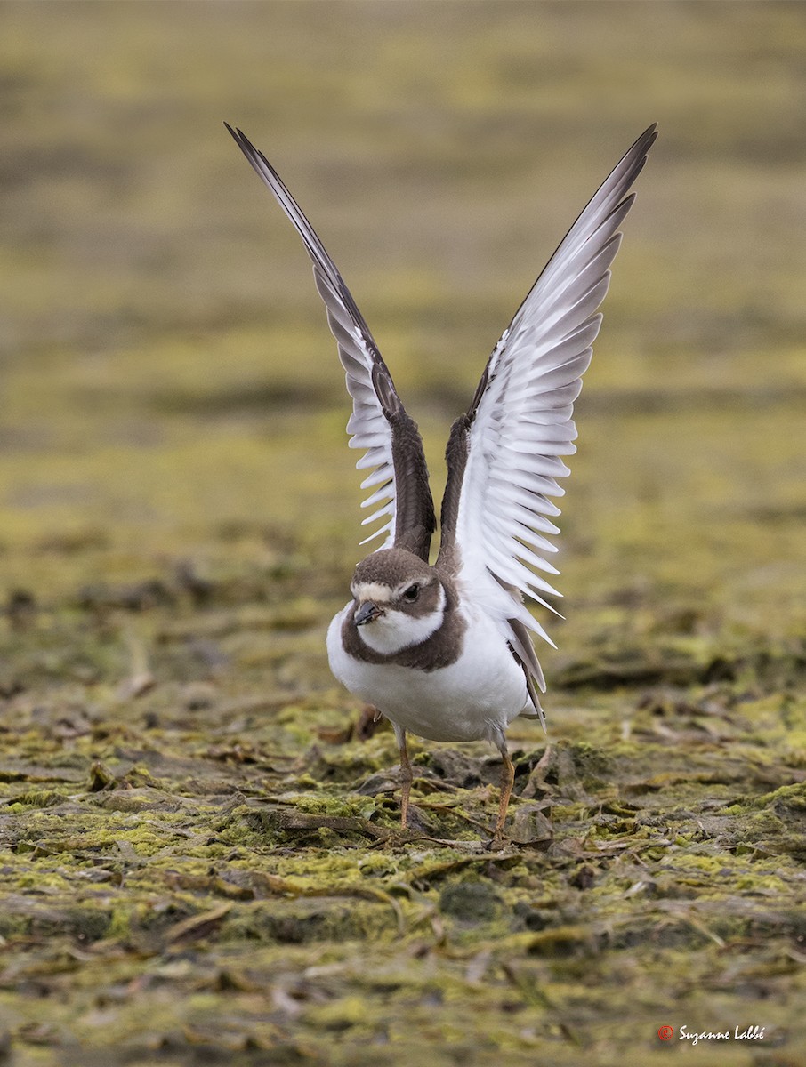 Semipalmated Plover - ML36794271
