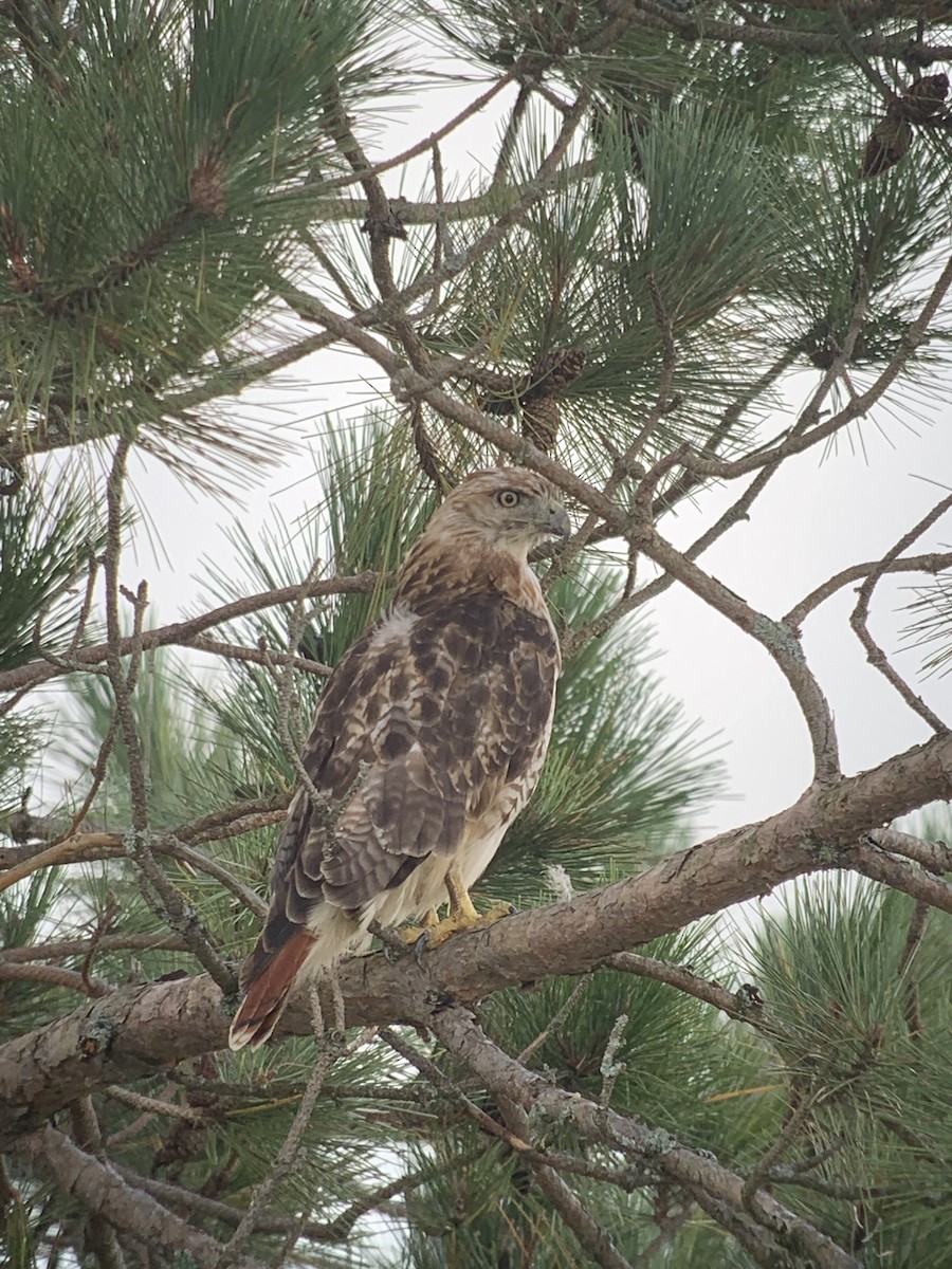 Red-tailed Hawk - ML367947161