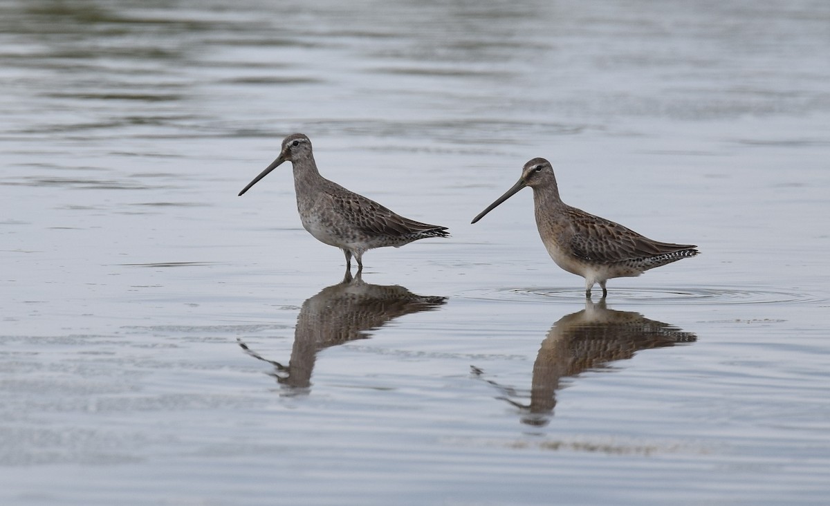 Long-billed Dowitcher - ML36794721