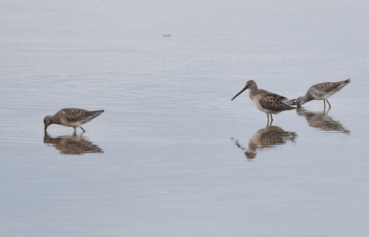 Long-billed Dowitcher - ML36794781