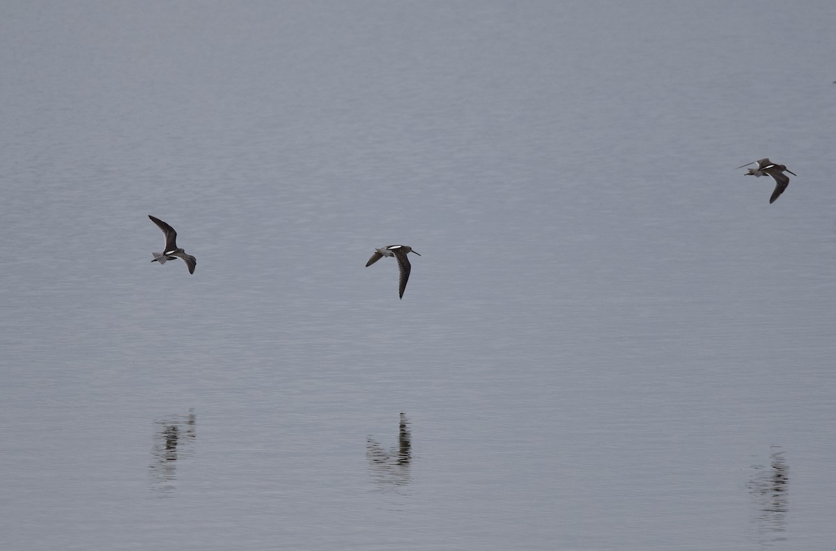 Long-billed Dowitcher - Andy Reago &  Chrissy McClarren
