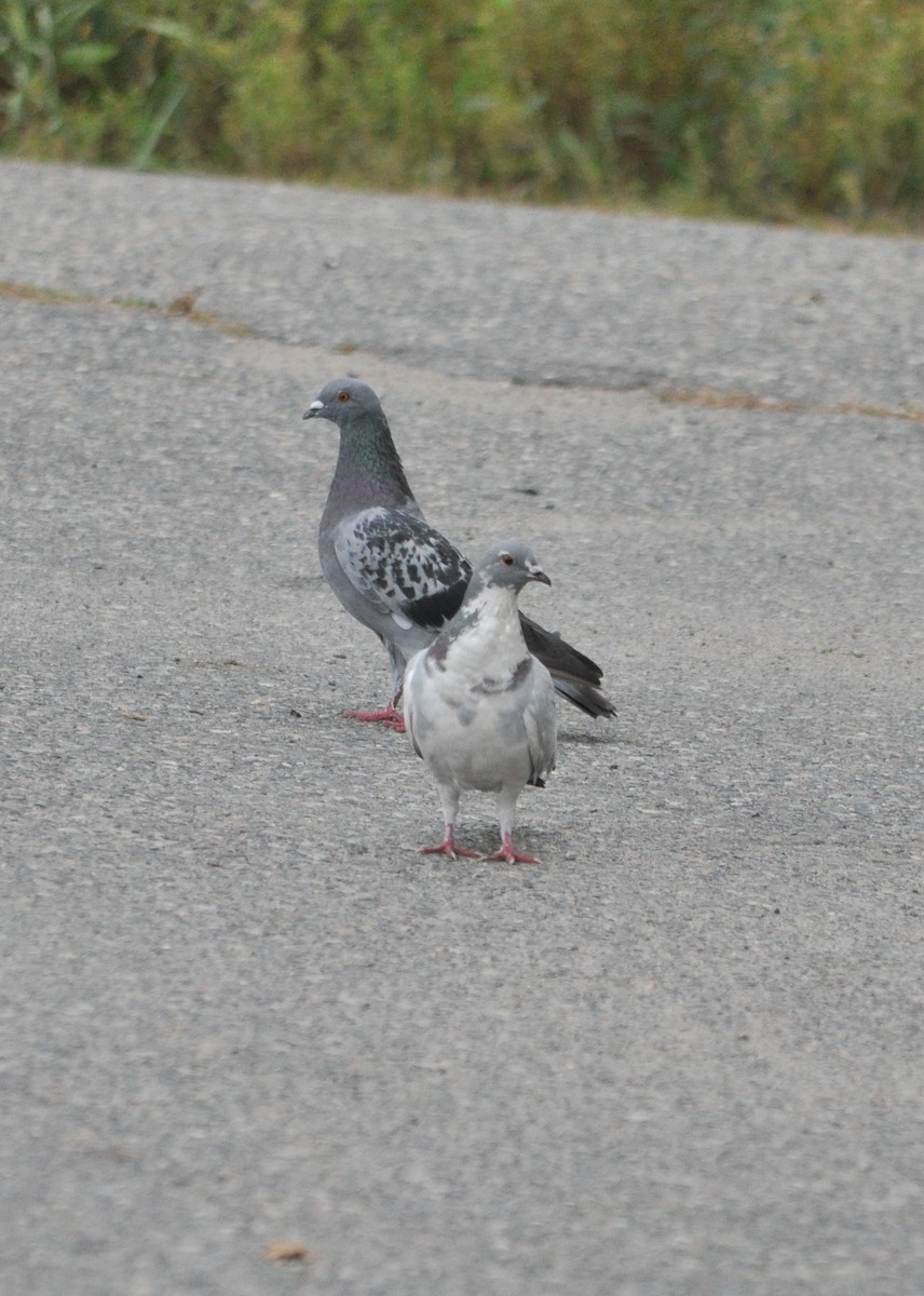 Rock Pigeon (Feral Pigeon) - ML367952531