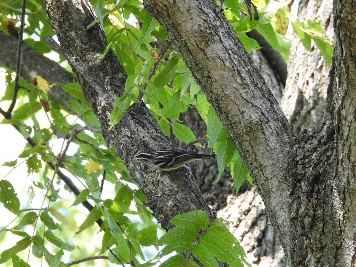 Black-and-white Warbler - ML367953221