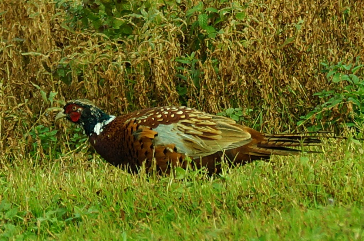 Ring-necked Pheasant - Dennis Mersky