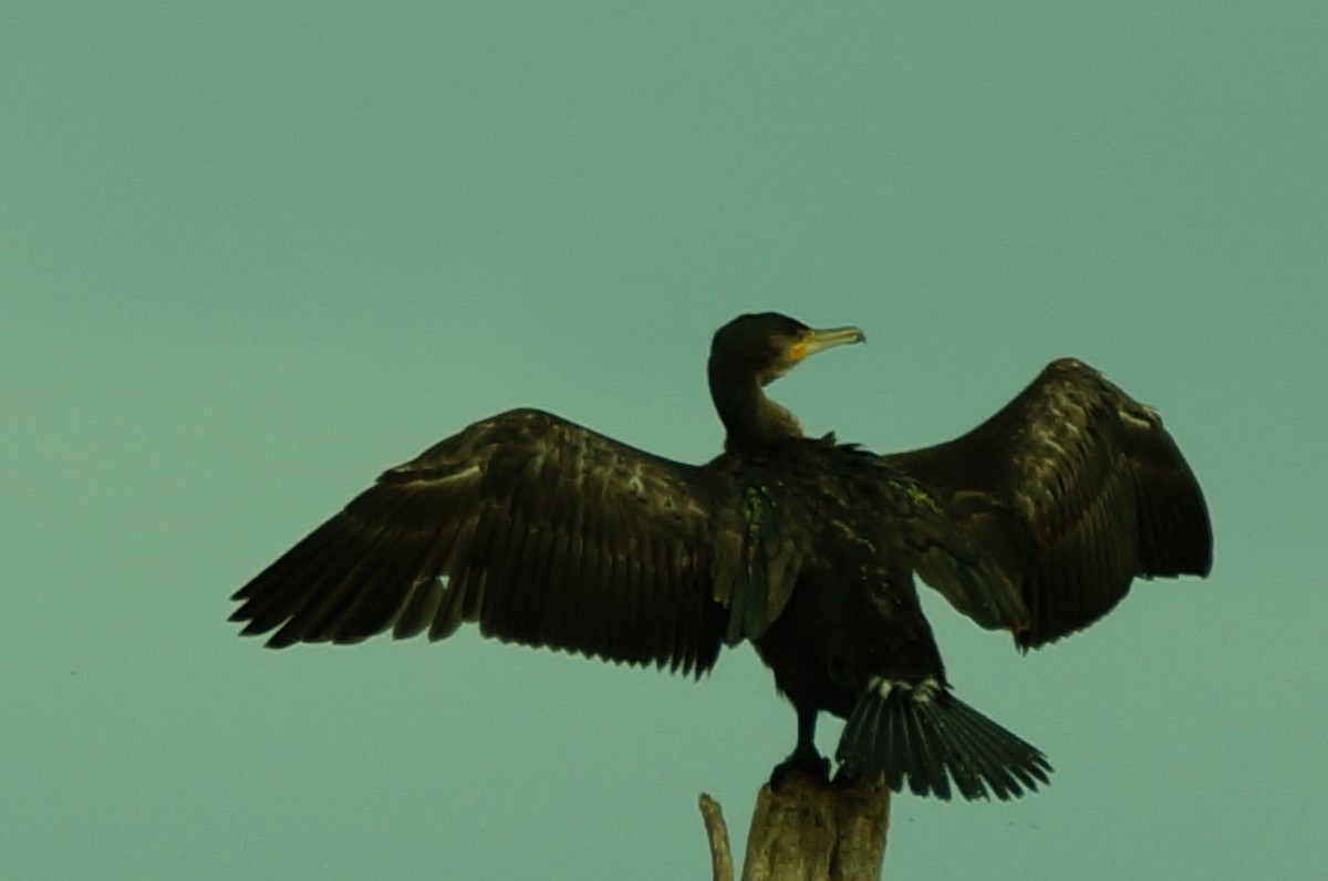 Great Cormorant - Dennis Mersky