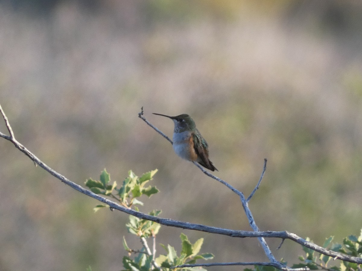 Rufous Hummingbird - ML367960301