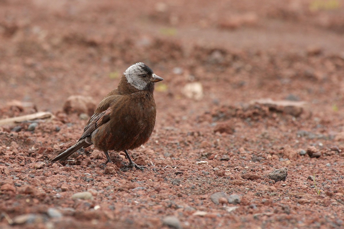 Gray-crowned Rosy-Finch (Pribilof Is.) - ML36796351