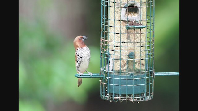  - Scaly-breasted Munia