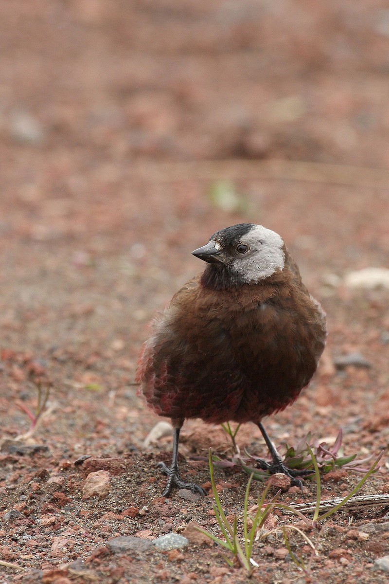 Gray-crowned Rosy-Finch (Pribilof Is.) - ML36796371