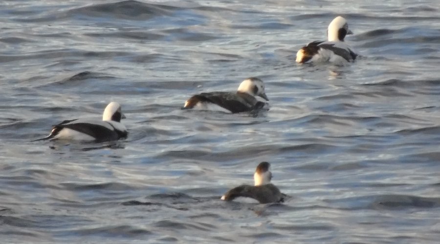 Long-tailed Duck - Larry Neily
