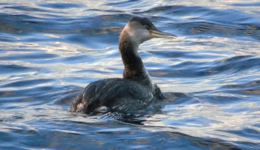 Red-necked Grebe - Larry Neily