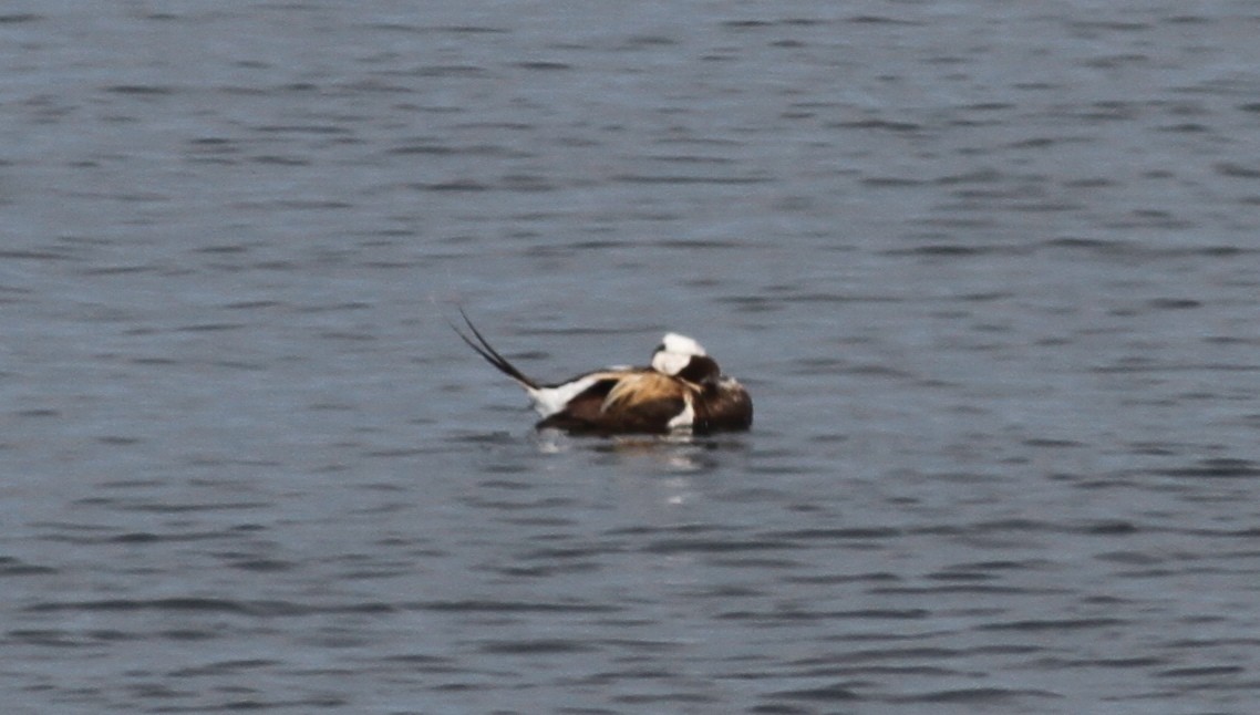 Long-tailed Duck - ML36796731
