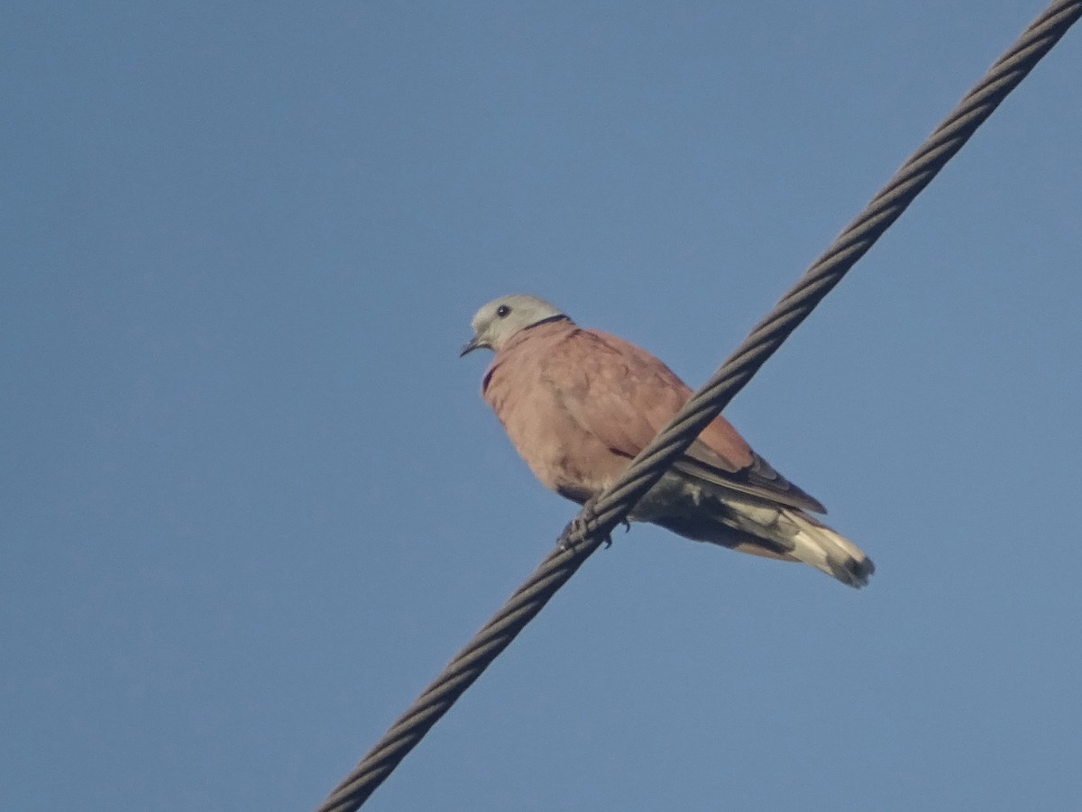 Red Collared-Dove - ML367967731