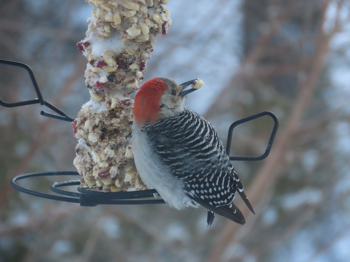 Red-bellied Woodpecker - James Hawk