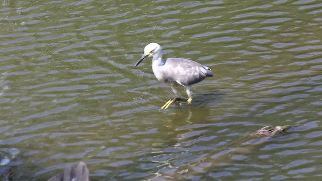 Little Blue Heron x Snowy Egret (hybrid) - ML367980701