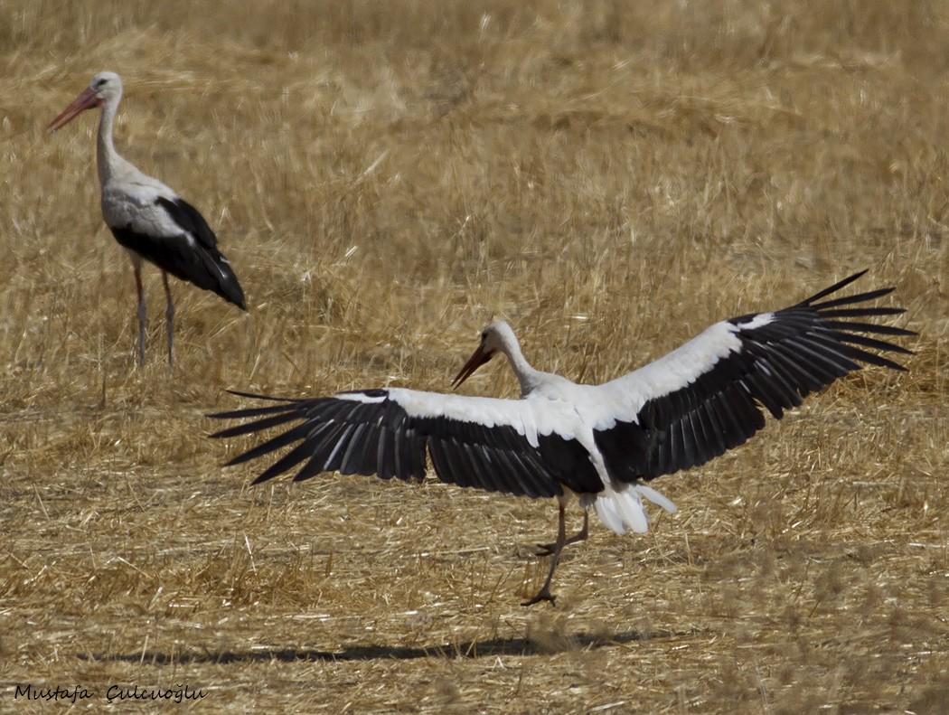 White Stork - Mustafa Çulcuoğlu
