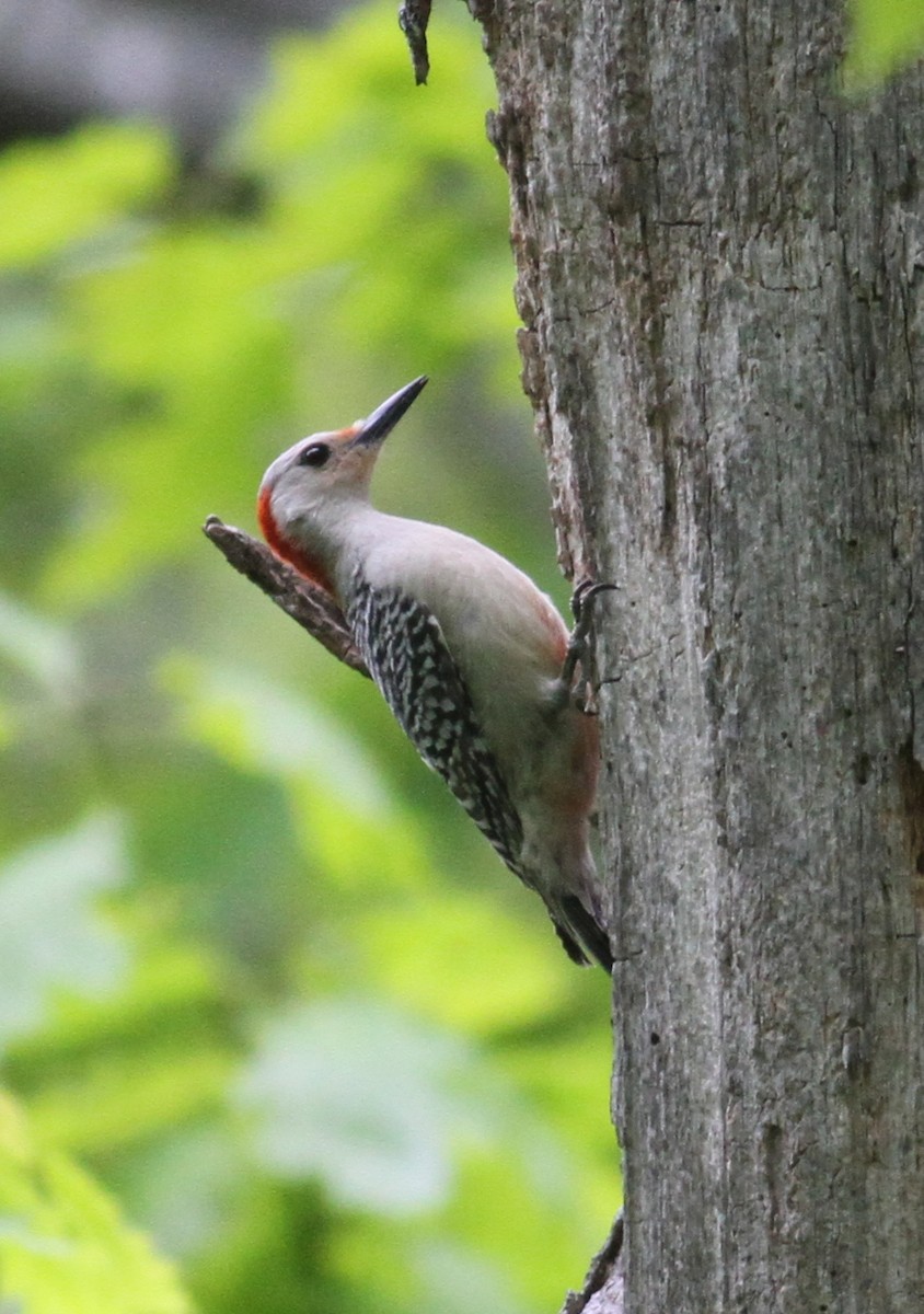 Red-bellied Woodpecker - Dan Maxwell