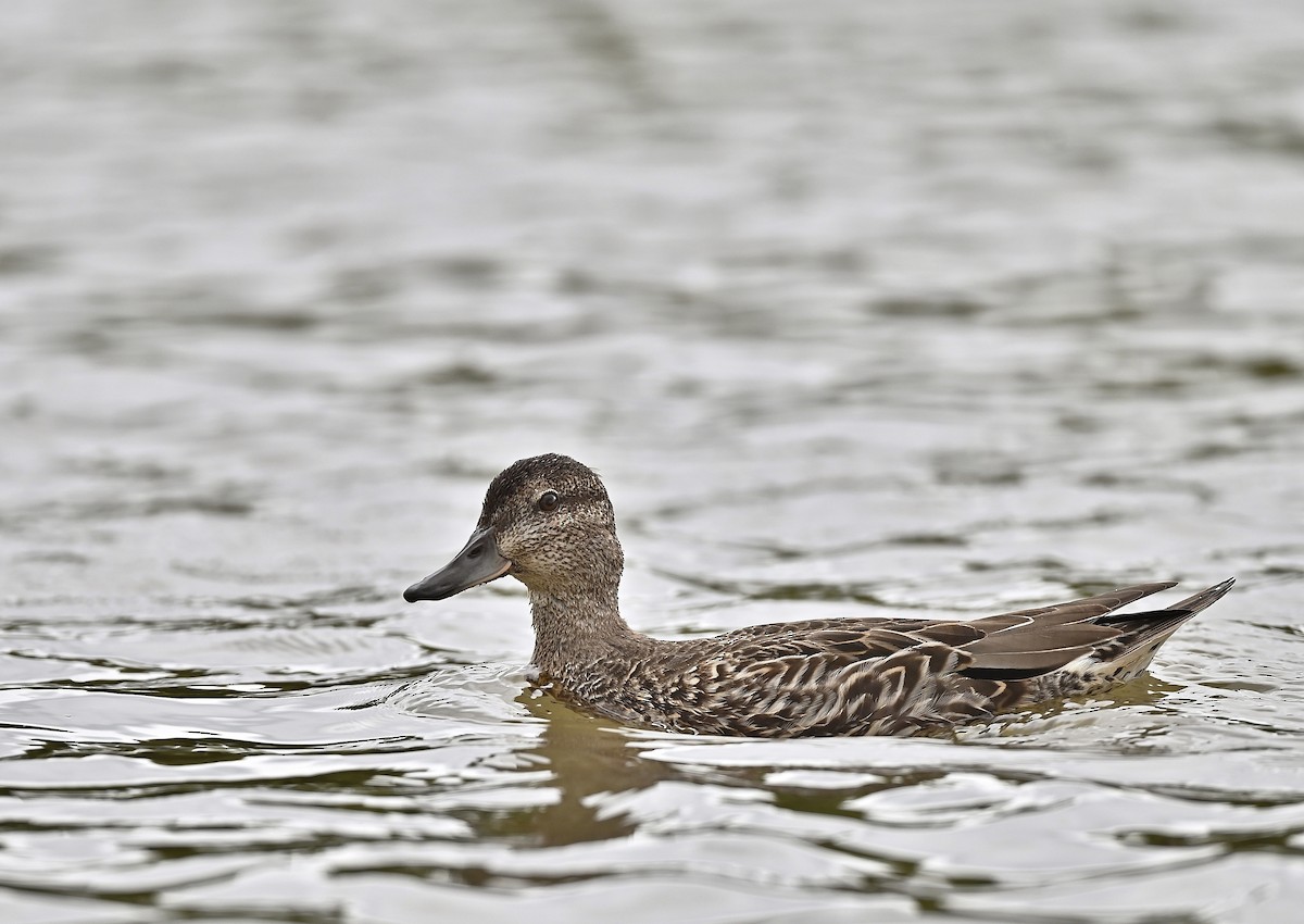 Green-winged Teal - ML367991001