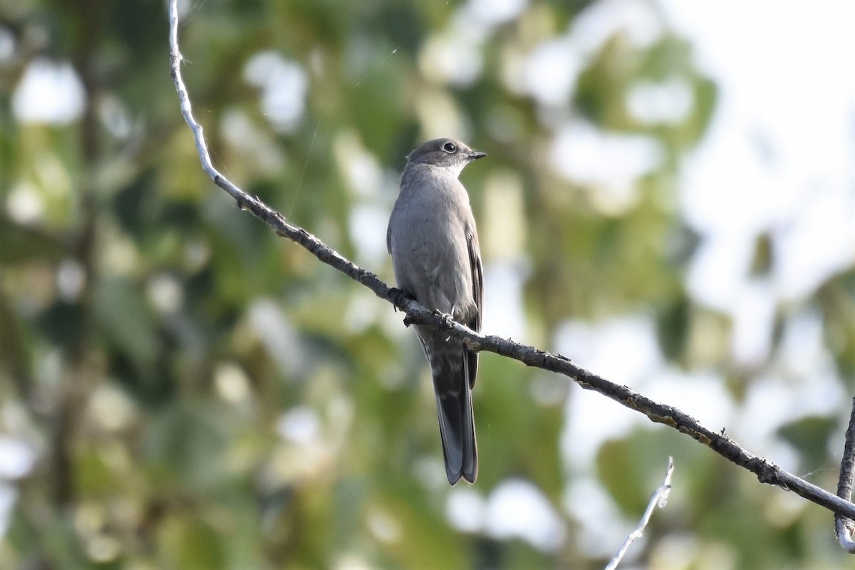 Townsend's Solitaire - ML367996321