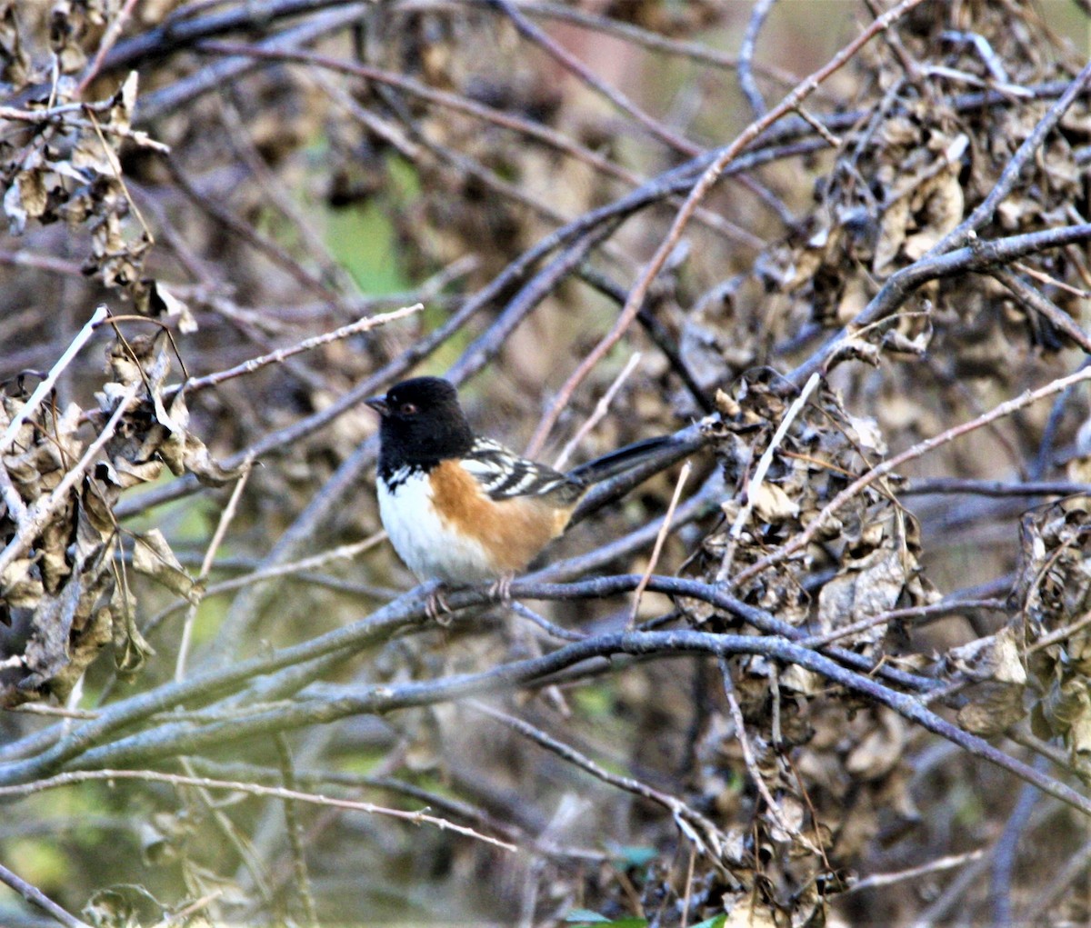 Spotted Towhee - ML367999081