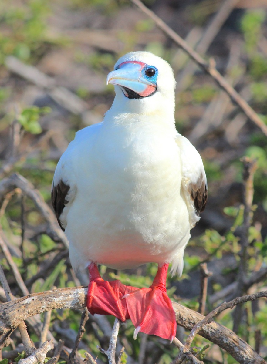 Red-footed Booby - Shawn Billerman
