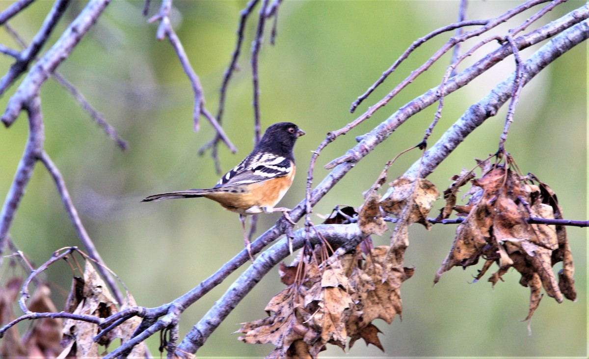 Spotted Towhee - ML368004621