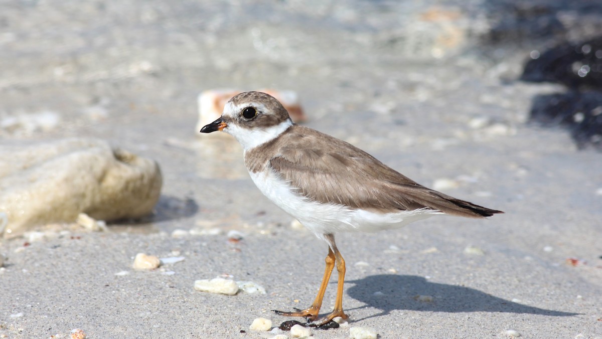 Semipalmated Plover - ML36800511