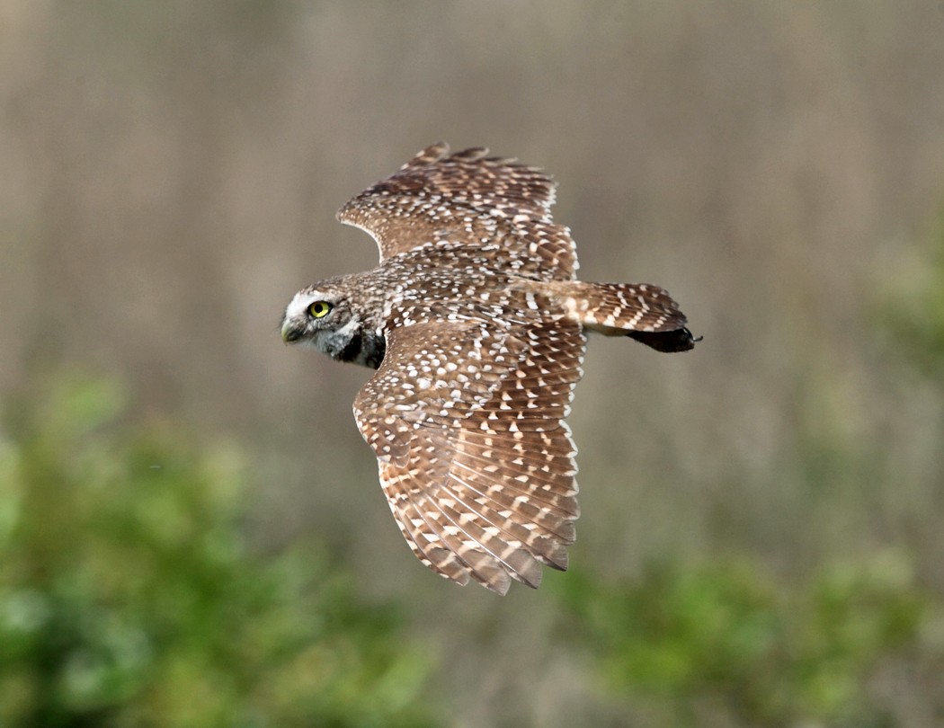 Burrowing Owl - ML36800791