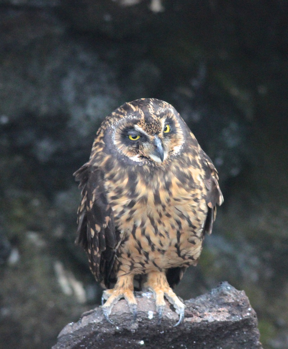Short-eared Owl (Galapagos) - ML36800881