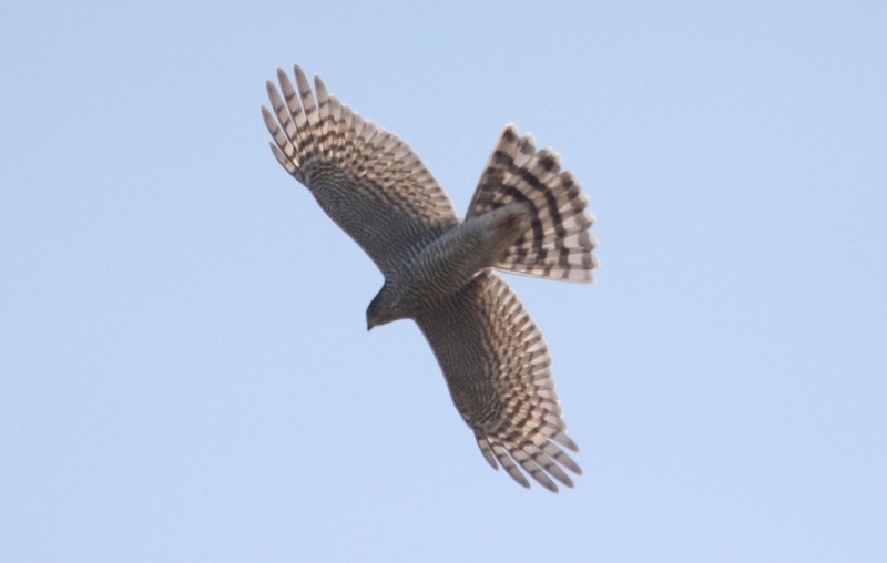 Eurasian Sparrowhawk - ML368010401