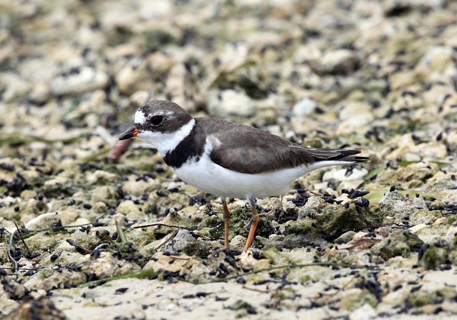 Semipalmated Plover - ML36801781