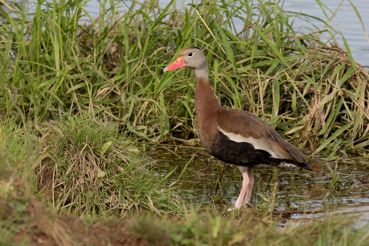 Black-bellied Whistling-Duck - Kyle Shay