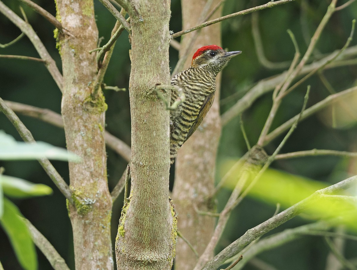 Bar-bellied Woodpecker - ML368023031