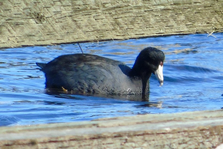 American Coot - Larry Neily