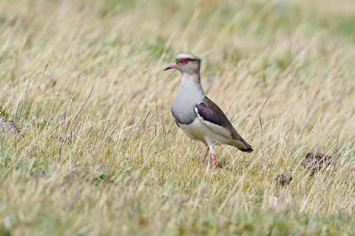 Andean Lapwing - Sam Woods