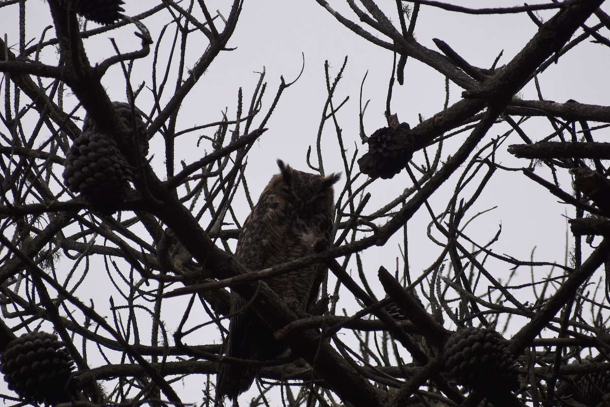 Great Horned Owl - ML368029611