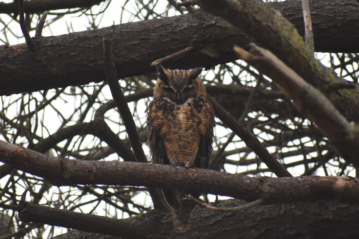 Great Horned Owl - ML368029851