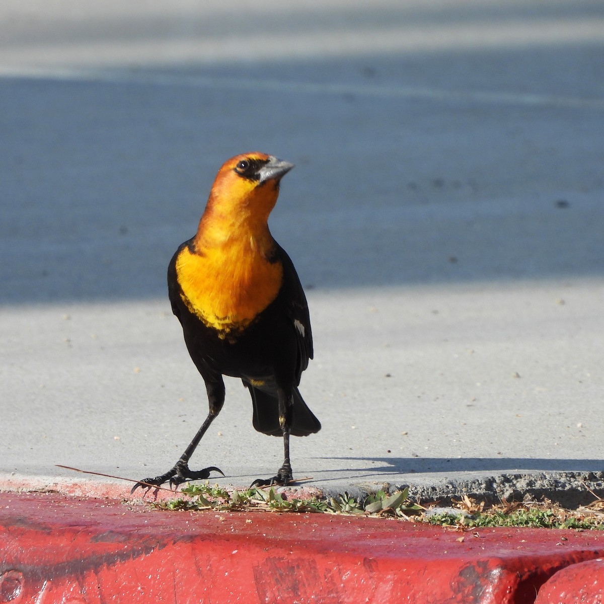 Yellow-headed Blackbird - Michelle Haglund