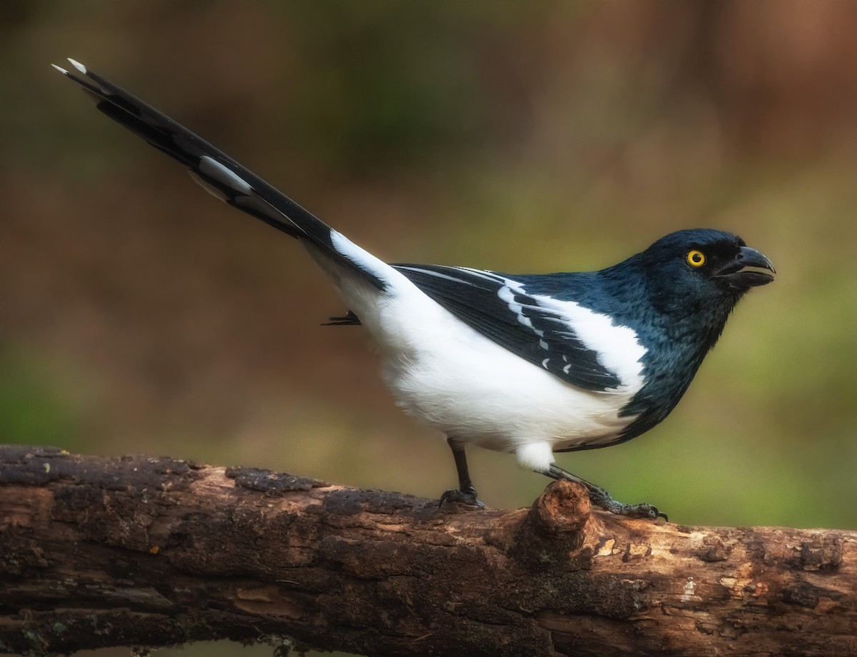 Magpie Tanager - ML368038671