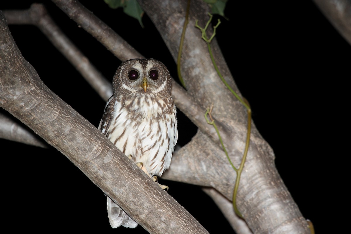 Mottled Owl - Dominic Sherony