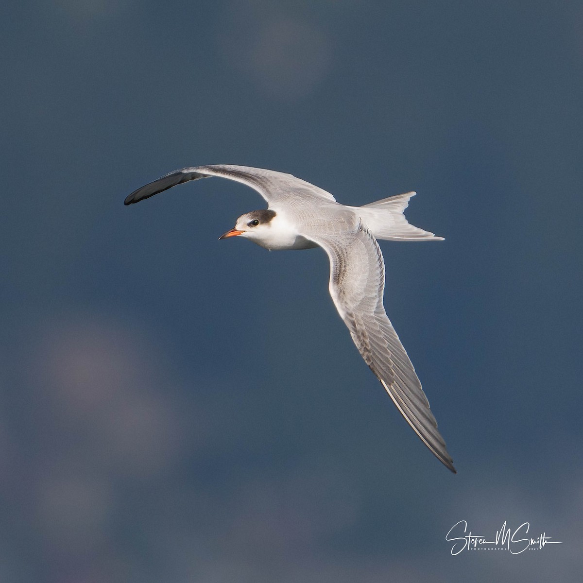 Common Tern - vic nelson