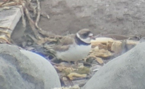 Semipalmated Plover - Zeke Smith