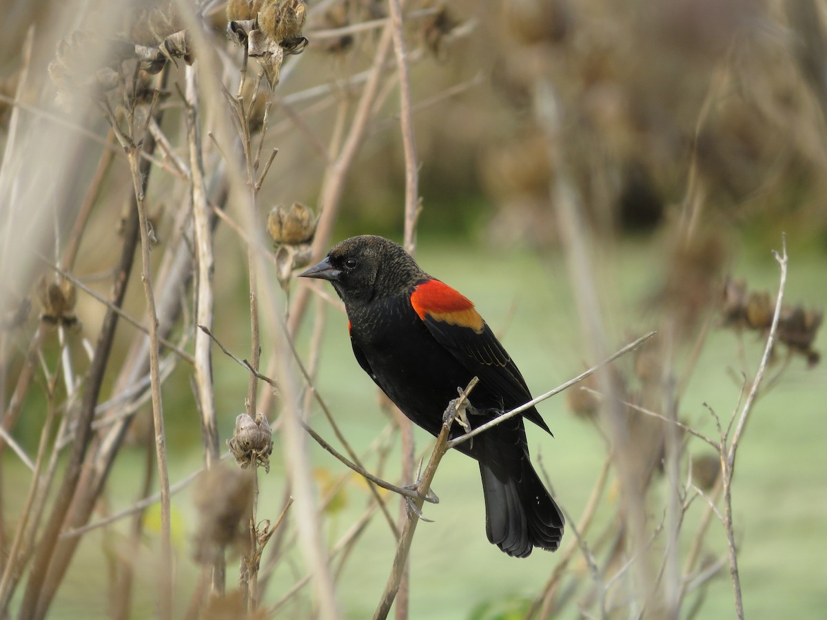 Red-winged Blackbird - ML36804941