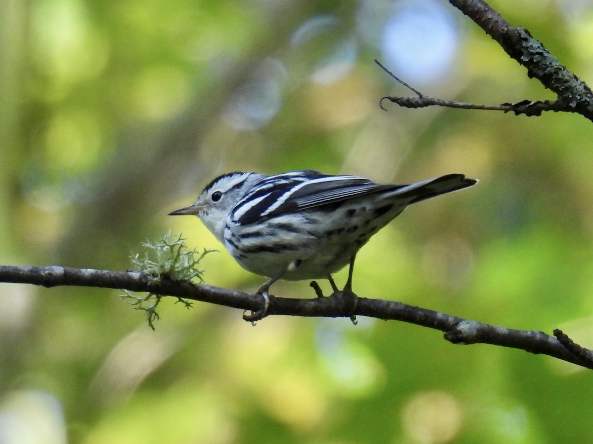 Black-and-white Warbler - ML368050711
