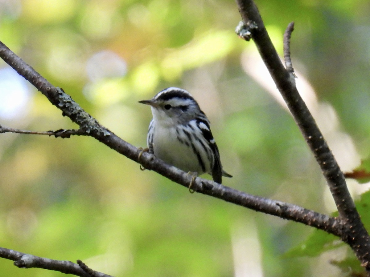 Black-and-white Warbler - ML368051151