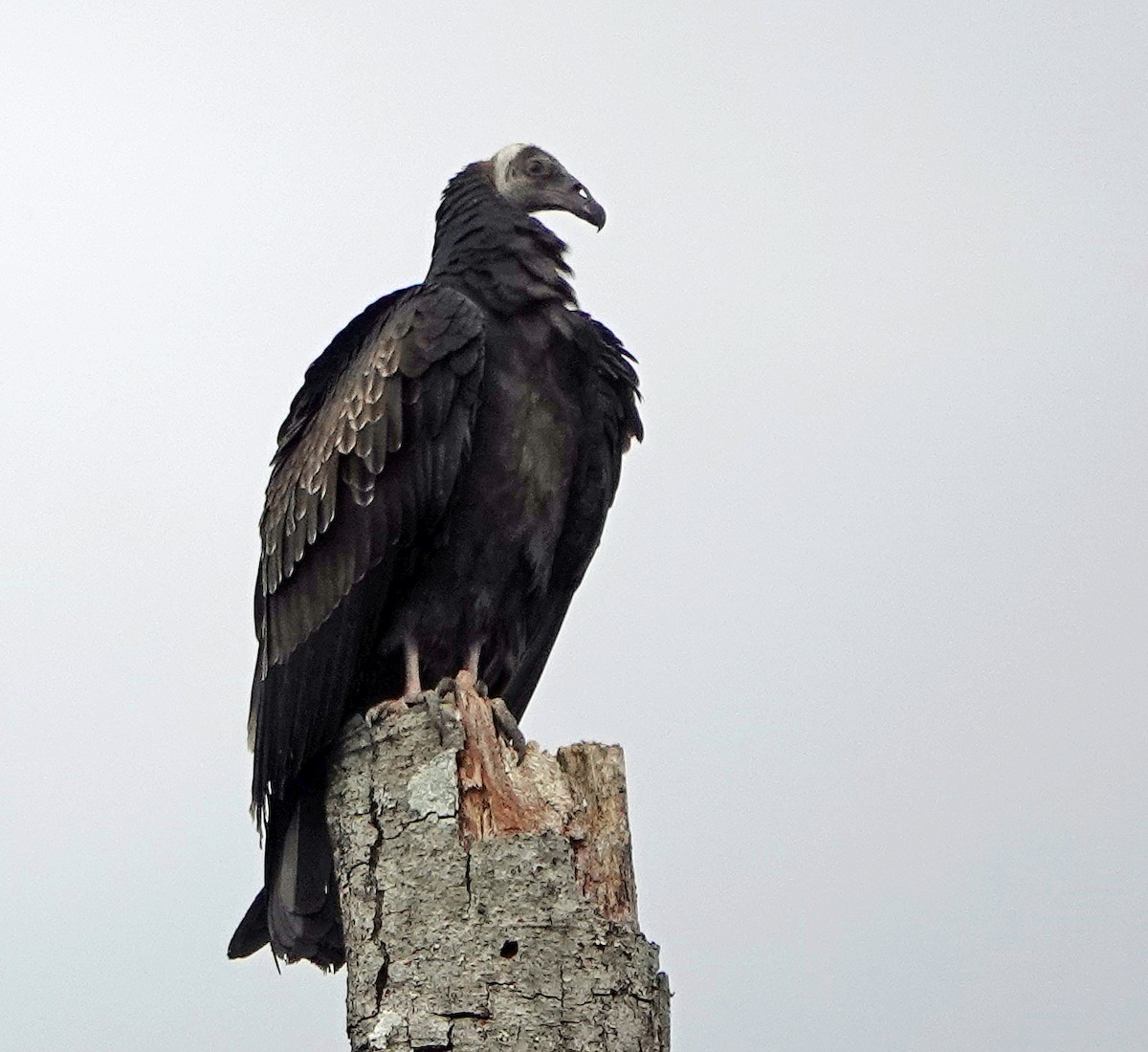 Turkey Vulture - Noreen Rudd