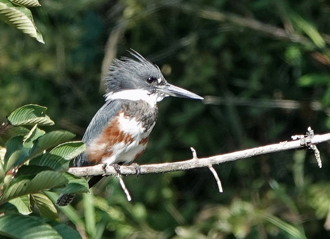 Belted Kingfisher - ML368051731