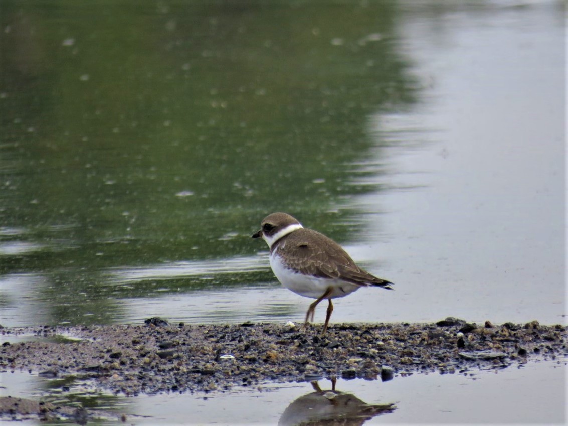 Semipalmated Plover - ML368057131